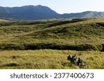 Small photo of U.S. Marines with 2nd Battalion, 2nd Marines, maneuver to a defensive position during the field training exercise portion of Resolute Dragon 23 at Hijyudai Maneuver Area