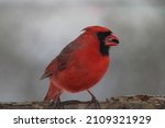The Male Northern Cardinal Is...