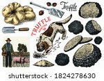 truffles mushrooms set. hog and ... | Shutterstock .eps vector #1824278630