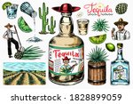 tequila bottle  shot with lime  ... | Shutterstock .eps vector #1828899059