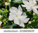 Small photo of Close up of the white pinwheel jasmine flowers growing in Florida. The pinwheel jasmine is a medium sized green shrub with bright white 5 star flowers and is native to India.