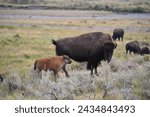 Small photo of The American bison or simply bison, also commonly known as the American buffalo or simply buffalo, is an American species of bison that once roamed North America in vast herds.