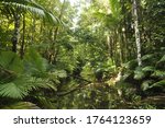 Lacey Creek Rain Forest In...