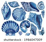 Set Of Blue Seashells   Conch ...
