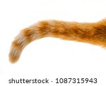 Cat tail isolated on white...
