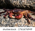 A crab laying in the sun on a rock with another rock above it