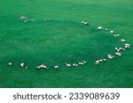 Small photo of white mushrooms forming a fairy ring on a green lawn