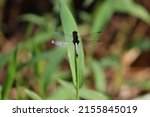 Blue Dragonfly On Green Leaf ...