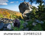 The American Black Bear in the Wildlife Habitat at Grandfather Mountain State Park in autumn. North Carolina,USA.