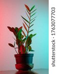 Small photo of Image of a ZZ Plant with red and blue lighting