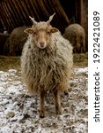 Small photo of Young racka sheep with scraggy wool standing on a snowy paddock looking straight at the camera
