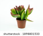 Small photo of Kalanchoe Vivien in brown pot with white background