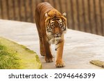 Small photo of Malayan tiger (Panthera tigris jacksoni) walking back and forth in the zoo
