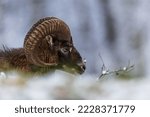 European mouflon (Ovis aries musimon) has a broken forehead from the fight
