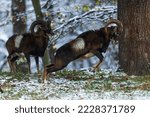 European mouflon (Ovis aries musimon) is in a dueling jump