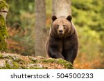 Female  Brown Bear Comes From...