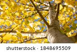 Small photo of Common aspen or quaking aspen (Populus tremula). Beautiful tree from Europe. Yellow leaves in autumn. Golden tree. Morning lights. Wild forest. Golden tree. Bottom photo, from below. November