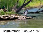 A Spotted Sandpiper Couple With ...