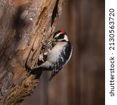 Small photo of A Downy-Woodpecker viewed up close with his beak entrenched in the bark of a Crabapple tree as he attempts to loosen some wood.