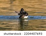 A Ring Necked Duck In...