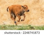 Small photo of An energetic Bison Calf galloping through a prairie field enjoying its freedom.