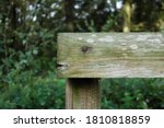 End Of Wooden Fence Post With...
