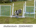 Small photo of EXETER, DEVON, UK - JULY 1, 2022 Flyball demonstration - the outrun