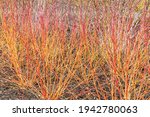 Small photo of Border shot of Cornus sanguinea Anny's Winter Orange stems in winter, commonly know as dogwood