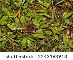 Natural Macro Amphibian Frog...