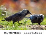 The western jackdaw Coloeus monedula, also known as the Eurasian jackdaw, European jackdaw, or simply jackdaw, is a passerine bird in the crow family.
