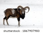 A mouflon stands on white snow and watches the surroundings.
