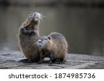 Two Nutria That Doll On The...