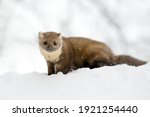 The Marten Is Playing In The...