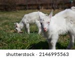 White Goats In A Meadow Of A...