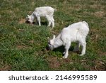 White Goats In A Meadow Of A...