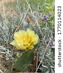 Bright Yellow Cactus Flower...
