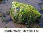 Big Stone Covered With Algae....