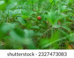 Small photo of A green beetle sits on a red Wild Strawberry berry. A small roundish juicy аromantic fruit of Wild Strawberries appear in early summer. Wild Strawberry. Fragaria Virginiana. Fragaria vesca.