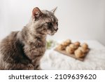 Small photo of Cute striped cat sitting on white table near homemade muffins. Animal, pet. Cosines at home. White apartment.