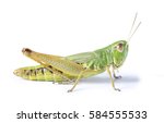 Grasshopper isolated