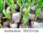 Coconut Seedlings.
