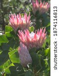 Small photo of The King protea or king sugar bush, Protea cynaroides, is a distinctive member of Protea, having the largest flower head in the genus.The king protea is the national flower of South Africa.