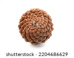biological example of fibonacci spirals seen at a pine cone isolated on white background.