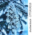 Small photo of Frozen icy needless, crystallised pine needless