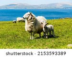 Irish Sheeps Kerry Coast Ireland