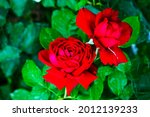 Two Red Rose Buds On Blurry...