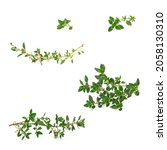 Small photo of Twig of garden thyme for decorating food and plate. Fresh savory condiment on twig isolated on white background
