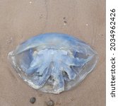 Blue Barrel Jellyfish In...