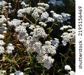 White flowers of wild medicinal plant Achillea millefolium, commonly known as yarrow or common yarrow, is a flowering plant in the family Asteraceae.Other common names include sanguinary and milfoil. 
