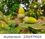 Two Acorn nuts green leaves of oak tree  ( latin name Quercus alba) with crawling carpenter ants ( Latin  name Camponotus herculeanus)  The acorn, or oaknut, is the nut of the oaks ).